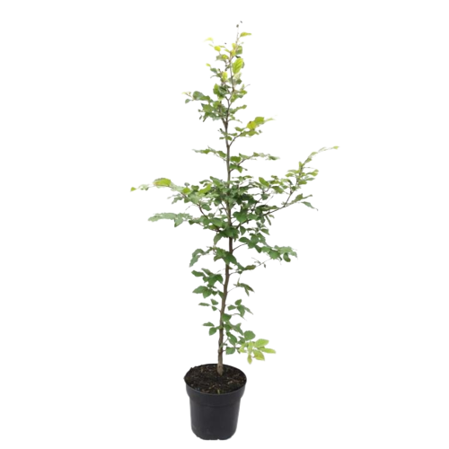 Bøk hekkplante i potte